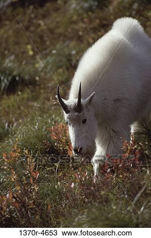 Mountain Goat View Large Photo Image Stock Image - Mountain Goat. Fotosearch