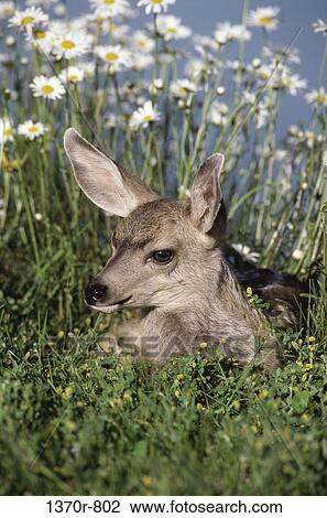 Mule Deer Fawn View Large Photo Image Stock Image - Mule Deer Fawn. Fotosearch