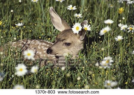 Mule Deer Fawn View Large Photo Image Stock Image - Mule Deer Fawn. Fotosearch