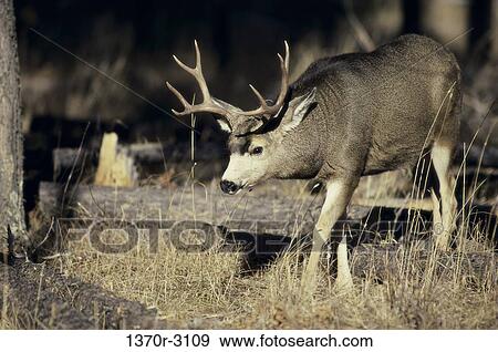 Mule Deer View Large Photo Image Stock Photo - Mule Deer. Fotosearch