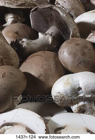 Mushrooms View Large Photo Image Picture - Mushrooms. Fotosearch