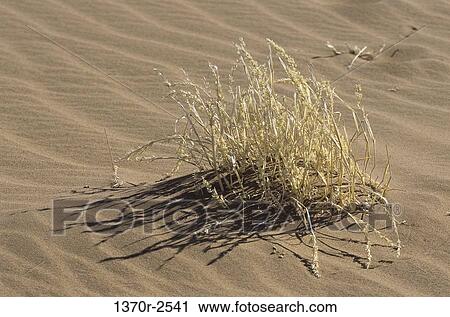 Namib Desert, Namibia View Large Photo Image Stock Image - Namib Desert, Namibia. Fotosearch