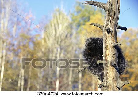 North American Porcupine View Large Photo Image Picture - North American Porcupine. Fotosearch