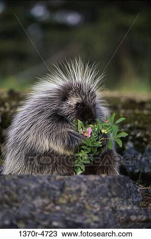 North American Porcupine View Large Photo Image Stock Image - North American Porcupine. Fotosearch