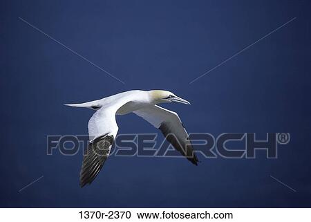 Northern Gannet View Large Photo Image Stock Image - Northern Gannet. Fotosearch