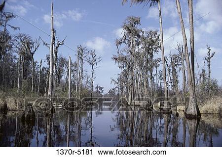 Okefenokee Swamp, Georgia, USA View Large Photo Image Stock Image - Okefenokee Swamp, Georgia, USA. Fotosearch