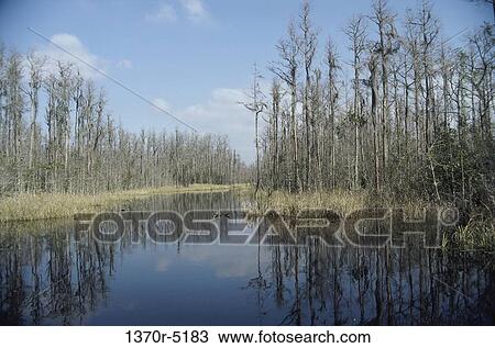 Okefenokee Swamp, Georgia, USA View Large Photo Image Stock Image - Okefenokee Swamp, Georgia, USA. Fotosearch