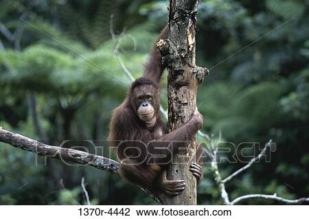 Stock Image - Orangutan. Fotosearch
