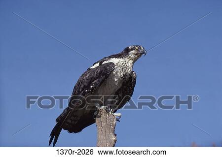 Osprey View Large Photo Image Stock Photograph - Osprey. Fotosearch