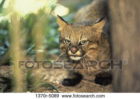 Stock Photo - Pampas Cat. Fotosearch