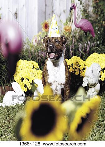 party, hat, rabbits, squirrel, dog, sitting, pet View Large Photo Image Stock Photo - party, hat, rabbits, squirrel, dog, sitting, pet. Fotosearch