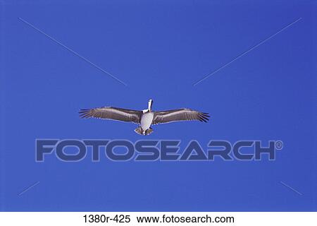 Pelican View Large Photo Image Stock Photography - Pelican. Fotosearch
