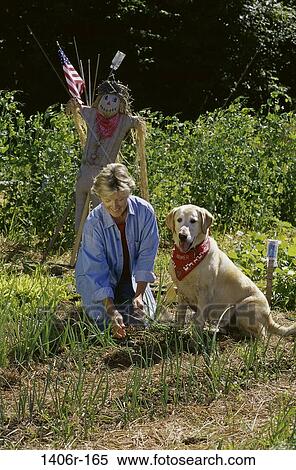 people, woman, dog, pet, gardening, outdoors, garden View Large Photo Image Stock Photography - people, woman, dog, pet, gardening, outdoors, garden. Fotosearch