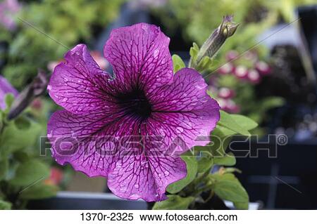Petunia View Large Photo Image Stock Photography - Petunia. Fotosearch
