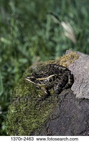 Pickerel Frog View Large Photo Image Stock Image - Pickerel Frog. Fotosearch