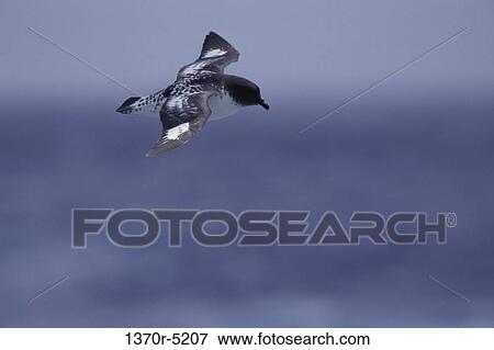 Pintado Petrel View Large Photo Image Stock Photo - Pintado Petrel. Fotosearch