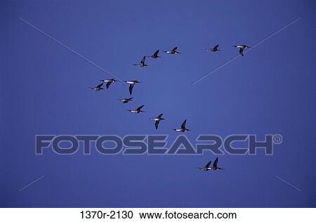 Pintails View Large Photo Image Stock Image - Pintails. Fotosearch