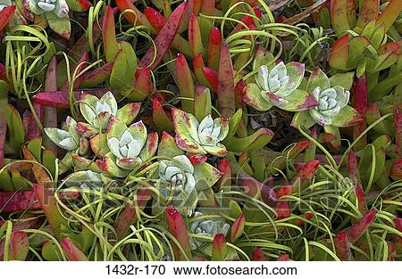 plant, nature, painterly, plant life, Plants various View Large Photo Image Stock Image - plant, nature, painterly, plant life, Plants various. Fotosearch