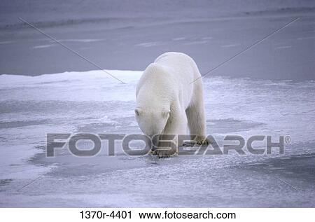 Stock Image - Polar Bear. Fotosearch