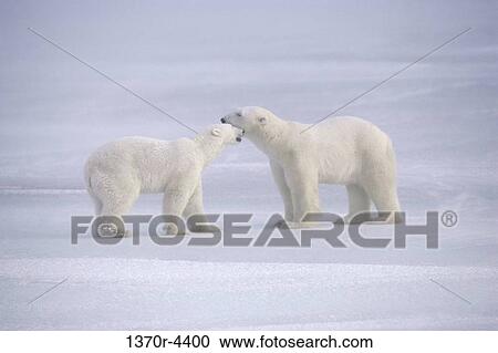 Polar Bears View Large Photo Image Stock Image - Polar Bears. Fotosearch