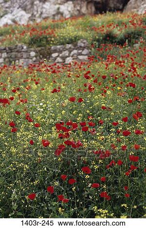 Stock Photography - poppies, flowers, nature, hillside, wall, spring, blooming. Fotosearch