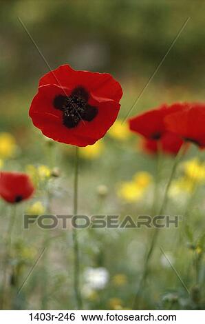 poppies, flowers, nature, spring, blooming, growth View Large Photo Image Stock Photograph - poppies, flowers, nature, spring, blooming, growth. Fotosearch