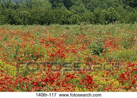 Poppies, Provence, France View Large Photo Image Stock Photo - Poppies, Provence, France. Fotosearch