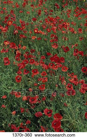 Poppies View Large Photo Image Stock Image - Poppies. Fotosearch