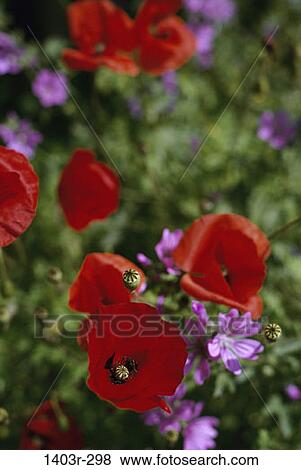 Poppies View Large Photo Image Stock Photo - Poppies. Fotosearch