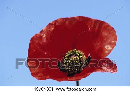Poppy View Large Photo Image Stock Image - Poppy. Fotosearch
