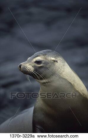profile, sea, Galapagos, animal, marine, sea lion View Large Photo Image Stock Image - profile, sea, Galapagos, animal, marine, sea lion. Fotosearch