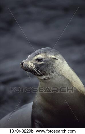 profile, sea, Galapagos, animal, marine, sea lion View Large Photo Image Stock Image - profile, sea, Galapagos, animal, marine, sea lion. Fotosearch