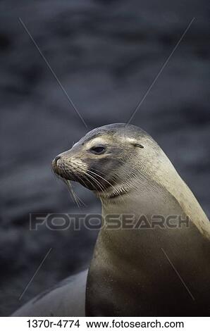 profile, whiskers, Galapagos, sleek, shore, animal View Large Photo Image Picture - profile, whiskers, Galapagos, sleek, shore, animal. Fotosearch