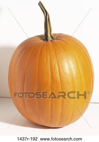 Pumpkins various, pumpkin, season, still life, nature, autumn View Large Photo Image Stock Image - Pumpkins various, pumpkin, season, still life, nature, autumn. Fotosearch