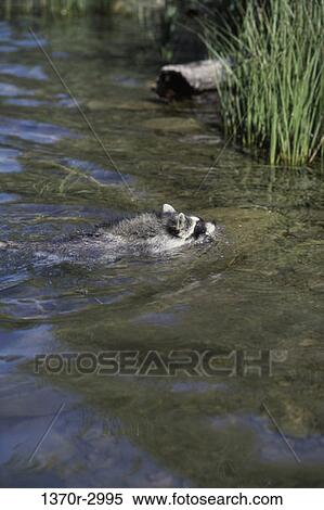 Stock Photography - Raccoon. Fotosearch
