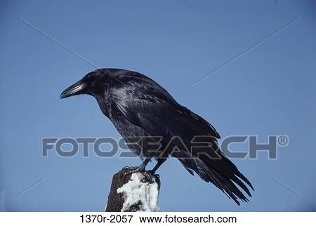 Raven View Large Photo Image Stock Photo - Raven. Fotosearch