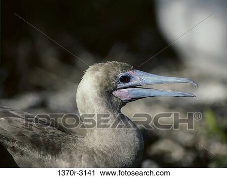 Red-footed Booby View Large Photo Image Stock Image - Red-footed Booby. Fotosearch