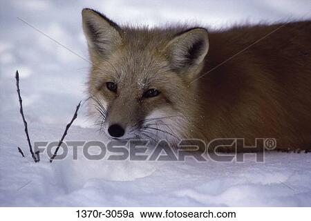Red Fox View Large Photo Image Stock Image - Red Fox. Fotosearch