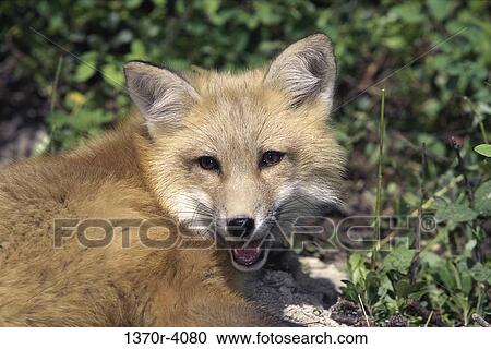 Red Fox View Large Photo Image Stock Image - Red Fox. Fotosearch