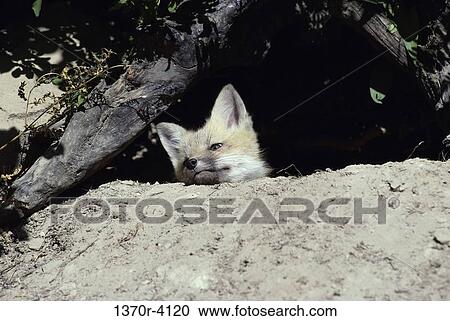 Red Fox View Large Photo Image Stock Image - Red Fox. Fotosearch
