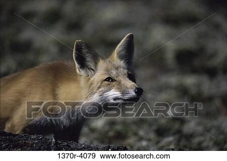 Red Fox View Large Photo Image Stock Photo - Red Fox. Fotosearch