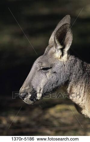 Red Kangaroo View Large Photo Image Stock Photograph - Red Kangaroo. Fotosearch