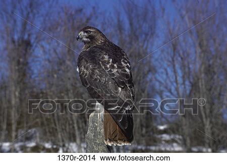 Picture - Red-tailed Hawk. Fotosearch