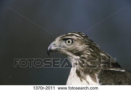 Stock Image - Red-tailed Hawk. Fotosearch