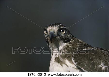 Red-tailed Hawk View Large Photo Image Stock Image - Red-tailed Hawk. Fotosearch
