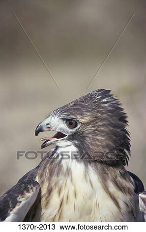 Stock Image - Red-tailed Hawk. Fotosearch