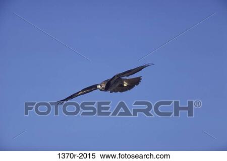 Stock Photography - Red-tailed Hawk. Fotosearch