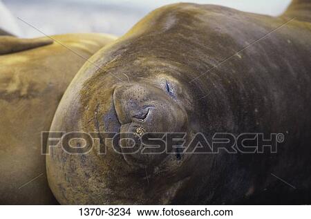 Picture - relaxed, smiling, seal, sea, happy, relaxing. Fotosearch
