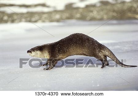 River Otter View Large Photo Image Stock Image - River Otter. Fotosearch