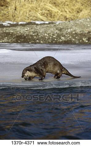 River Otter View Large Photo Image Stock Image - River Otter. Fotosearch